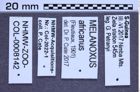 Etikette zu Melanoxus africanus (NHMW-ZOO-COL-0008142)